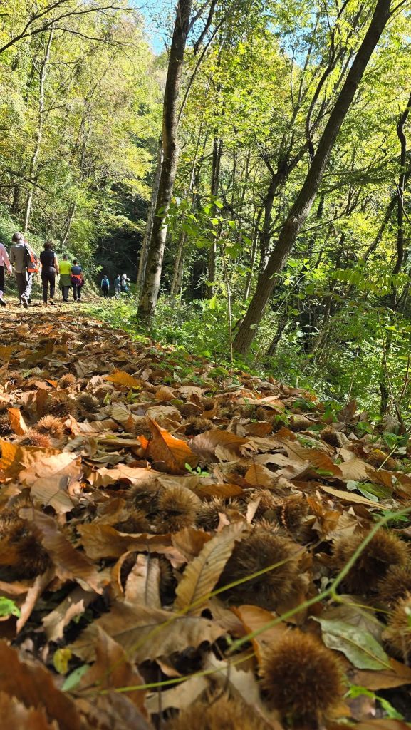 2025-10-24 26^ Marcia Internazionale delle Castagne Magnano in Riviera (UD)